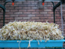 Hướng dẫn trồng giá đỗ mập và ngon với giàn máy trồng rau mầm tại nhà Greenlife GLVR01