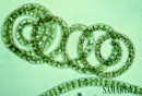 Tìm hiểu về tảo xoắn