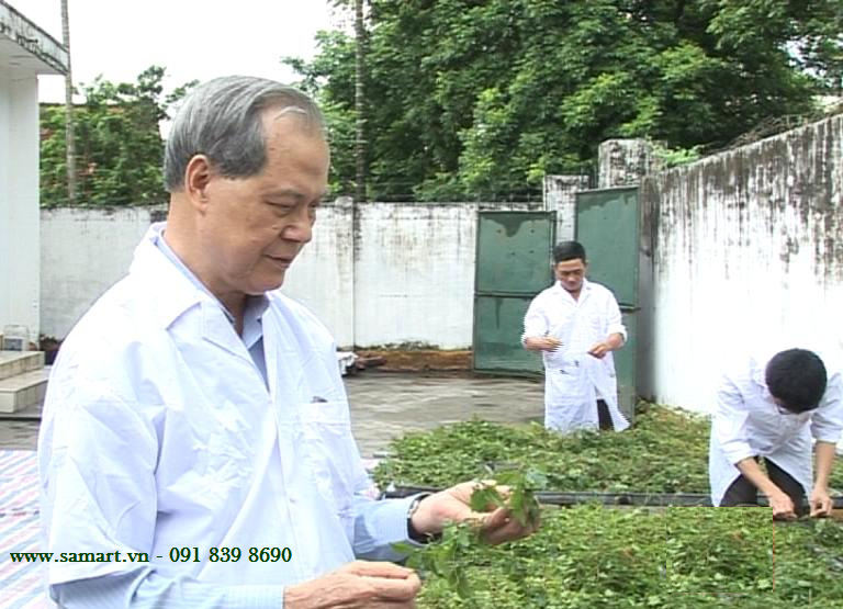 Tác dụng chữa bệnh của giảo cổ lam