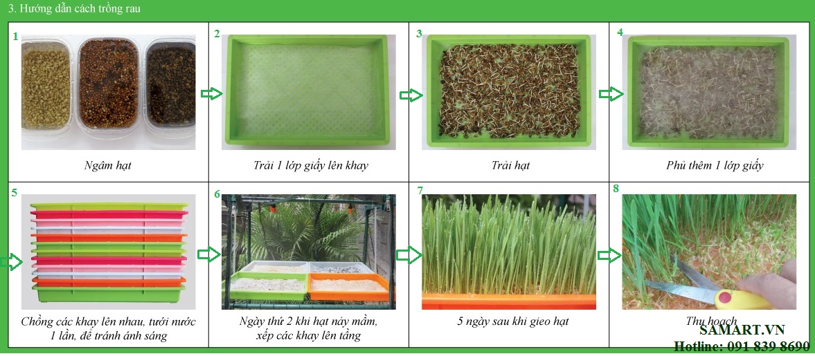 Các bước trồng rau mầm đơn giản với dàn máy trồng rau mầm Greenlife